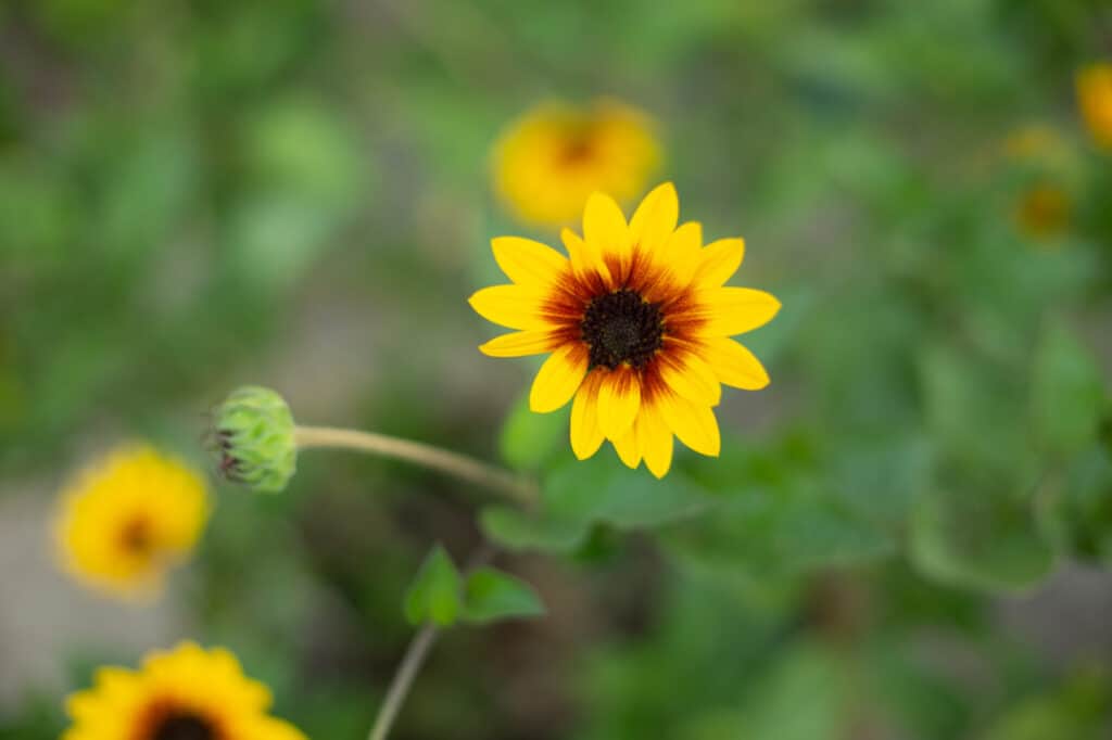 yellow daily flower with brown center in flower garden